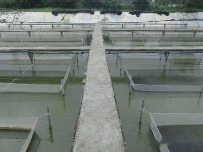 每公斤成本幾毛錢效果肯定,自制EM菌在水產養殖中的具體用法和注意事項