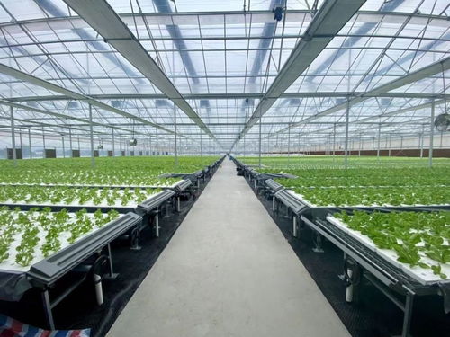 這個 植物工廠 ,首批蔬菜豐收