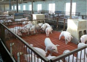 為什么大多養殖場決定使用玻璃鋼格柵