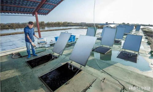 使用集裝箱養魚,特別之處在哪里