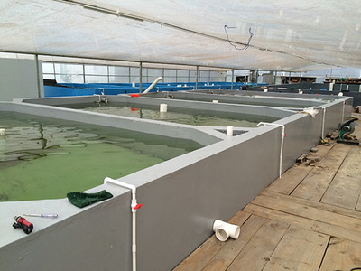 有哪些水產品種適合工廠化循環水養殖