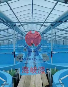 寶石鱸工廠化循環(huán)水養(yǎng)殖,養(yǎng)殖入門新手的選擇之一