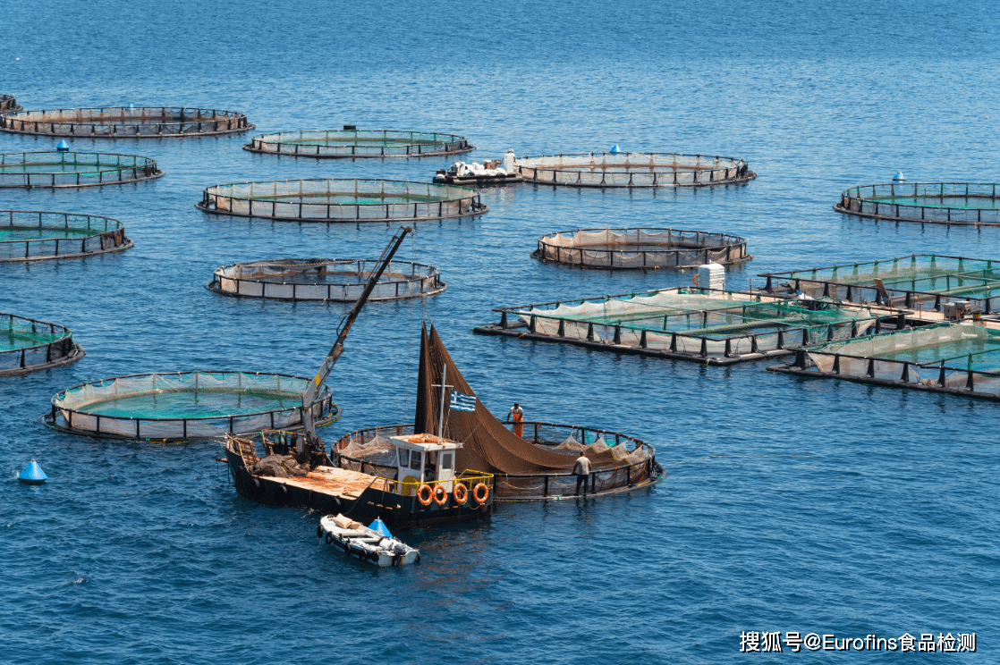 降低進口依賴:阿聯(lián)酋轉(zhuǎn)向水產(chǎn)養(yǎng)殖以提升食品安全等級