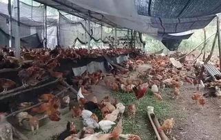 準備辦養(yǎng)雞廠,有多少成功率 回老家養(yǎng)雞成功率大嗎