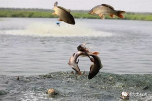 旗發(fā)改委召開農(nóng)業(yè)灌溉供水價格聽證會 旗紀委監(jiān)委為基層松綁減負 交 期中考試答卷 全面排除風險隱患保障肉食品安全...