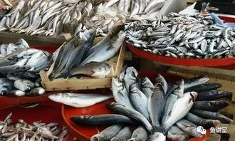 全面分析 好不容易養好了魚,怎么才能賣出去