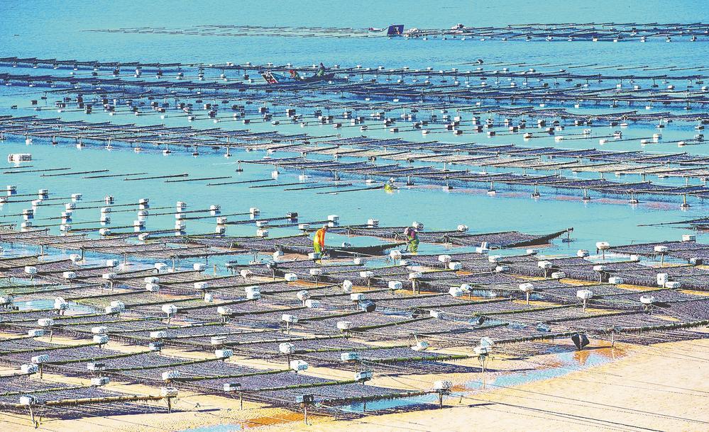 福建平潭養殖戶采收紫菜場面壯觀