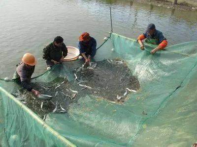 關于進口古巴養殖水產品檢驗檢疫要求的公告解讀