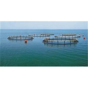 現款收購小麥大麥|宜昌市小麥大麥|汈汊湖水產養殖(圖)-企匯網