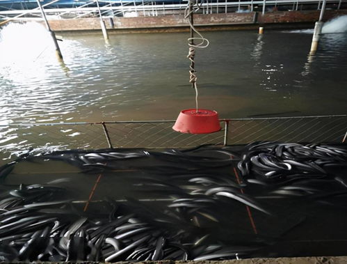 鰻魚養到山溝里,既不破壞生態,還能扶貧