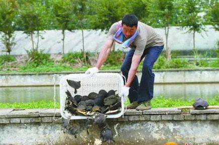 信陽小龍蝦 甲魚等水產品養殖過程中使用藥物 官方辟謠了