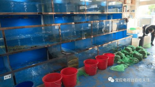 蟹 逅金秋,2.3萬噸優質寶應湖大閘蟹將陸續上市