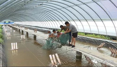 利用溫泉水養南美白對蝦獲得成功,一年能養兩三茬