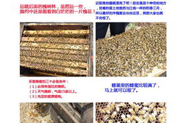 僅40元,搶購市場價100元江山js洋槐蜜458g 2瓶 洋槐蜜單糖含量高,易于被人體吸收 具有清淡幽香的槐花香味,甘甜鮮潔,去濕 利尿 涼血 降低血壓等特點,可謂蜜中上品,采集于我國最好的洋槐蜜出產地陜北延安,適合辦公室和家庭沖調飲品,讓點滴蜂蜜成為您養