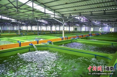 海外華文媒體海南行:萬寧著力打造“中國東星斑之鄉”