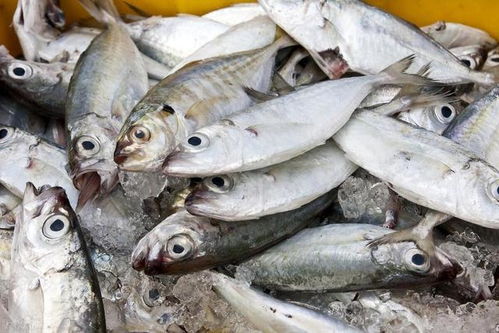 生豬價格又回落了,前景令人擔憂,什么時間才能止跌回升呢