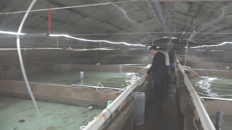 圍觀!海馬現身萊州!