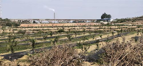 游子陳國華外出創業致富不忘本,建設生態農業園反哺家鄉