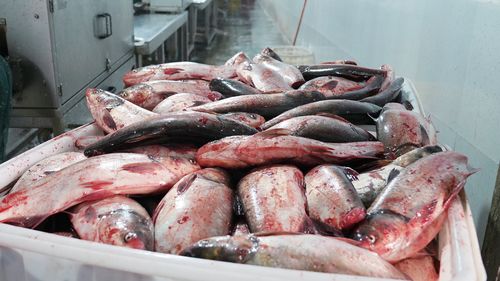 陣痛過后,漁民漁企蹚出新路子