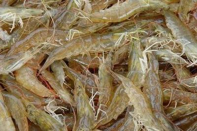 哪種蝦不是養(yǎng)殖的