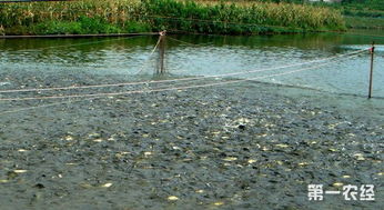 農(nóng)業(yè)農(nóng)村部發(fā)布水產(chǎn)養(yǎng)殖用藥減量方案 提高水產(chǎn)品質(zhì)量和安全性