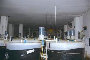 澳洲華僑結(jié)緣當(dāng)?shù)?國(guó)寶魚(yú) 歸鄉(xiāng)開(kāi)啟養(yǎng)殖之旅