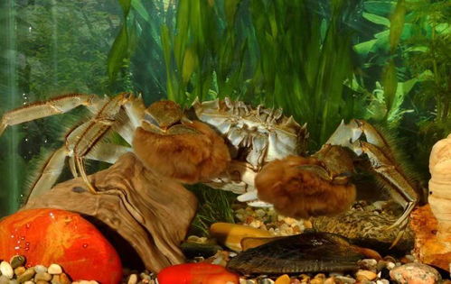 金華正宗大閘蟹促銷(xiāo)客戶(hù)為先