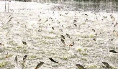 解讀 | 水產養殖業如何實現綠色發展