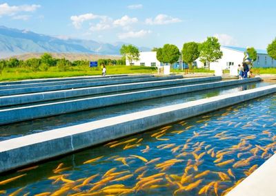 高白鮭、鱸魚、南美白對蝦…博州水產品年產總量近800噸