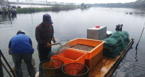多品種生態混養成為牛田洋 科技興漁 新模式