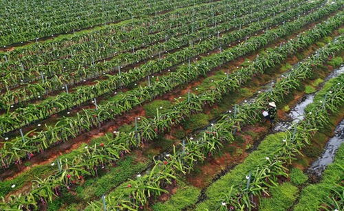 海南抗疫中加勁脫貧攻堅