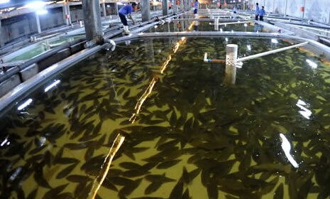 水產品養殖管理及市場調查