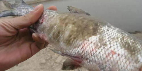 2020水產養殖還能干嗎 怎么干才賺錢 行業趨勢大分析,傳統與創新,看未來如何發展