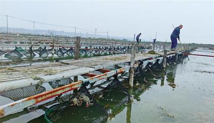 10月9日,黃河灘光頭水產養殖場的大閘蟹喜獲豐收(資料照片)。