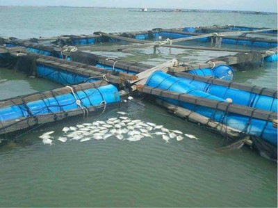 利潤可觀 明年金鯧魚養殖規模呈現增加趨勢