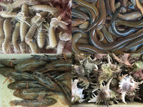 柬埔寨食用水生動物已完成輸華程序