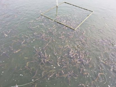 養殖臺灣泥鰍,到底能不能安全越冬?