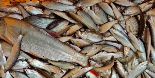 配合飼料替代幼雜魚新規下，如何保障水產養殖戶效益