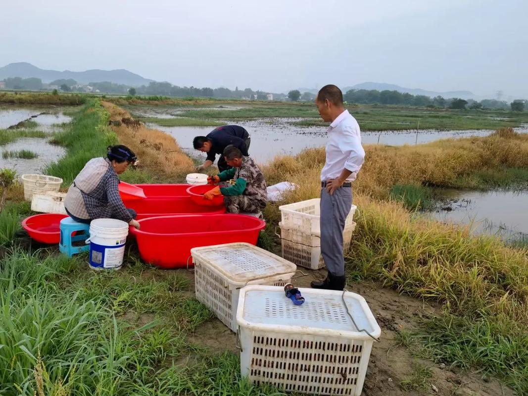 歡慶家庭農場開售優質蝦苗，助力農村水產養殖創業