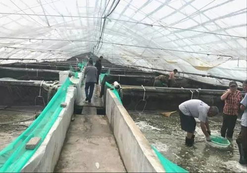 工廠化養蝦陷入困惑，他卻憑借這四點養好蝦，掙大錢