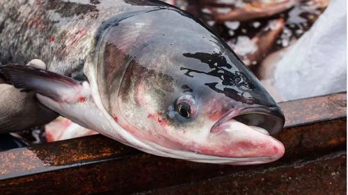 水產專家詳解 淡水養殖效益下滑的原因及應對策略