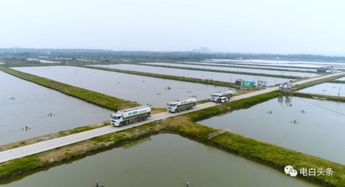 總投資200萬，電白馬踏新水產品養殖場即將開建，助力水產養殖產業升級