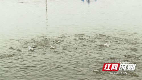 益陽沅江引進特種水產養殖，助推鄉村振興新篇章
