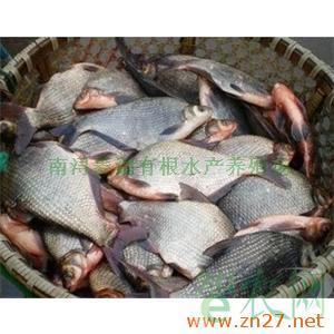 供應鮮活水產品與特種淡水魚類養殖——南潯菱湖有根水產養殖場的專業之路