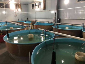 東坡水產綠色養殖新模式 引領可持續發展的未來