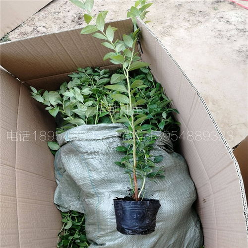 錢德勒藍莓苗種植與水產養殖的生態結合